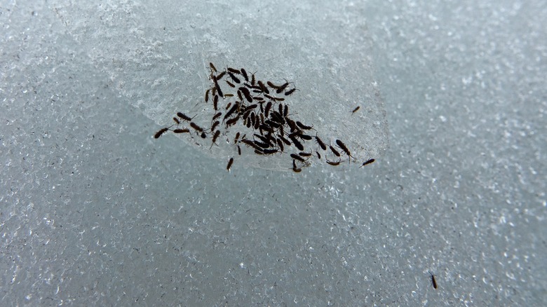 group of snow fleas