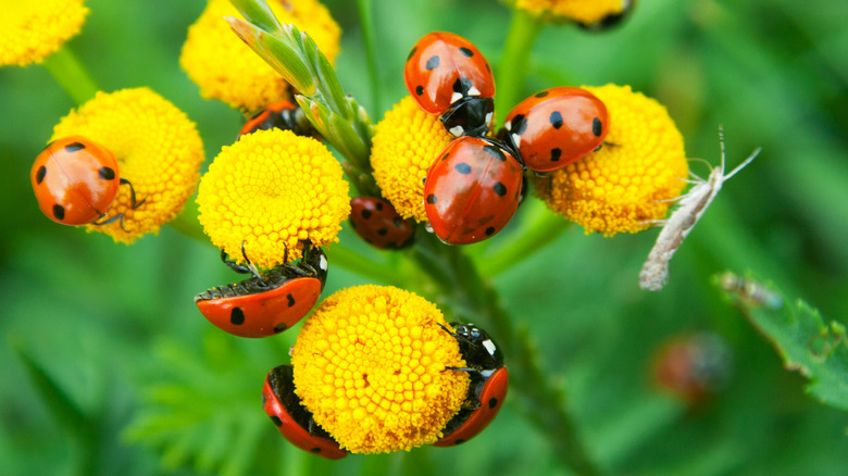 lady bugs on flowers