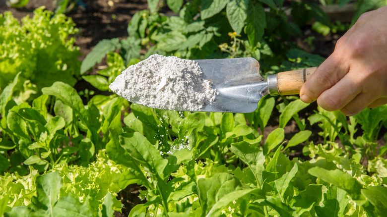 sprinkling diatomaceous earth in garden