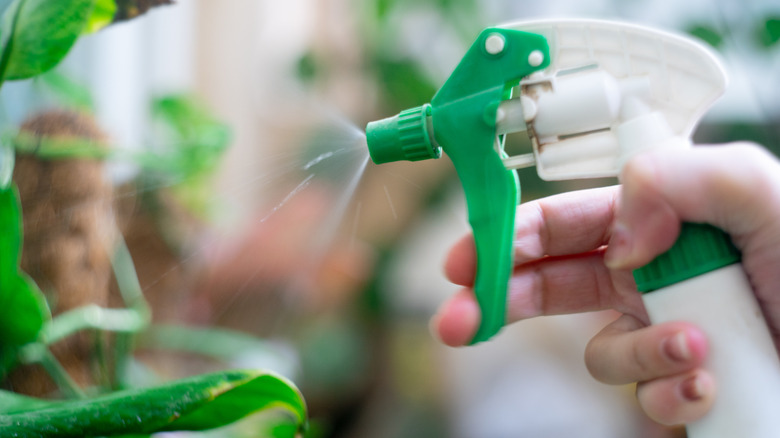 hand spraying neem oil on plant