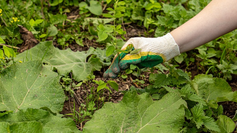 A person pulls weeds from a garden