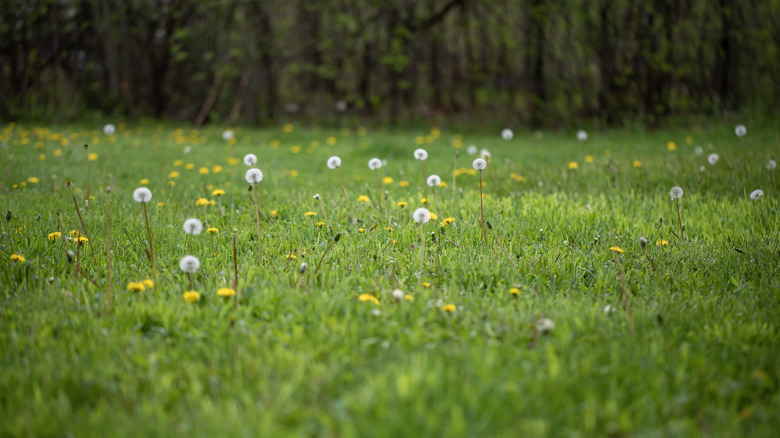 Dandelions are scattered across a yard