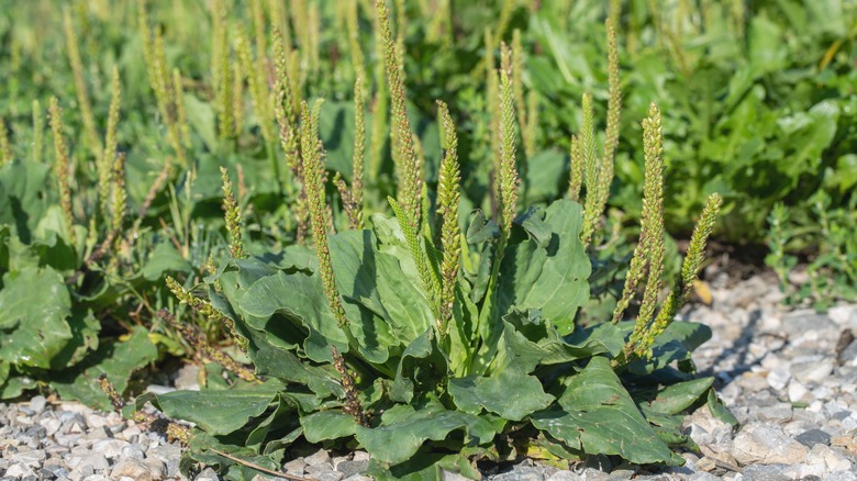 Plantain broadleaf weeds sway in a field