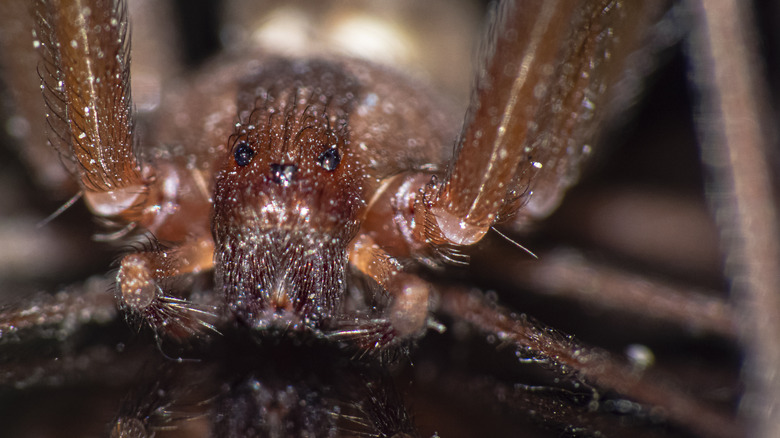 Close up of a brown recluse spider 