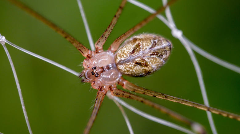 A brown recluse spider on its web 