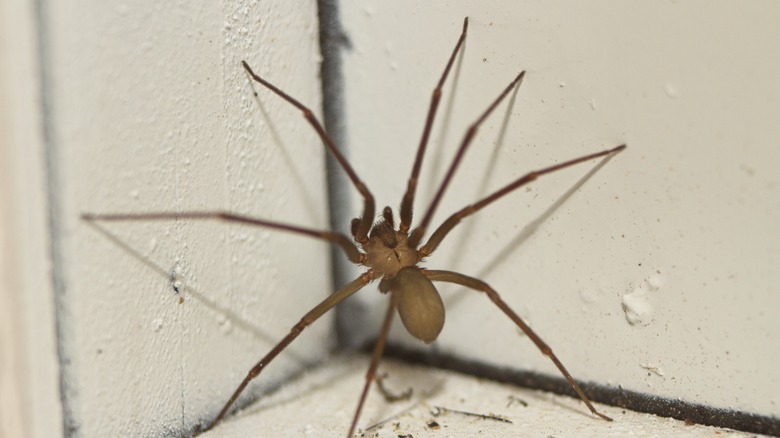 A brown recluse spider about to climb a wall 