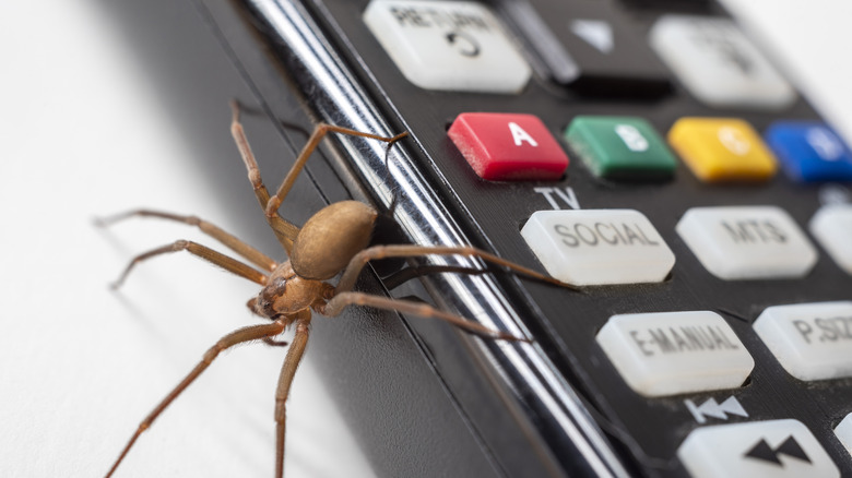 A brown recluse spider next to a TV remote 