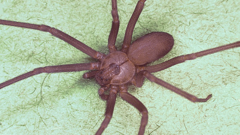 The violin pattern on a brown recluse spider