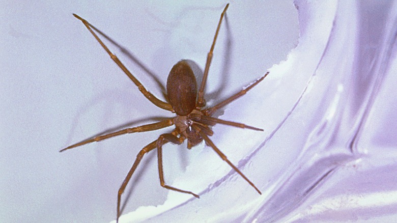 The fine hair of a brown recluse spider