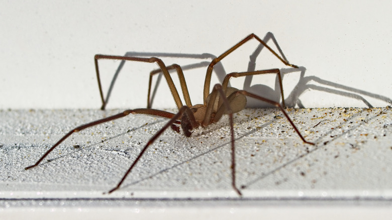 A brown recluse spider walking across a ledge