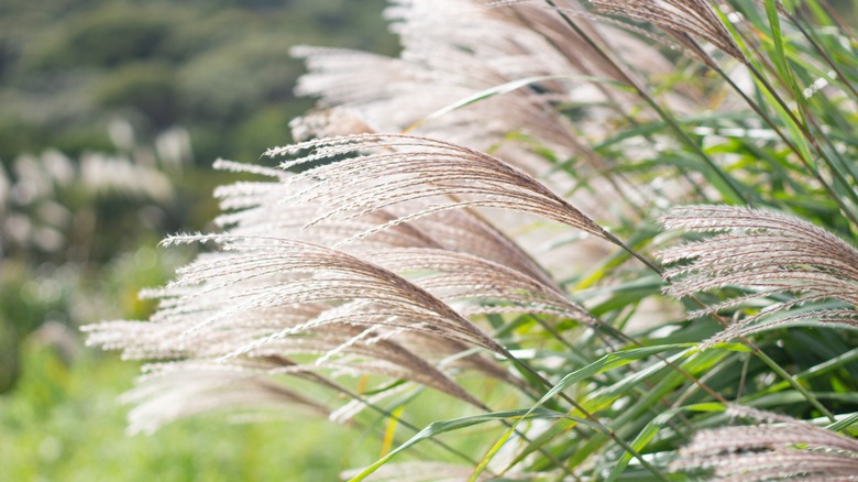 flowering maiden grass