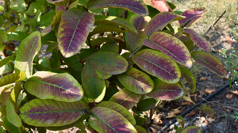 leaves with purply color
