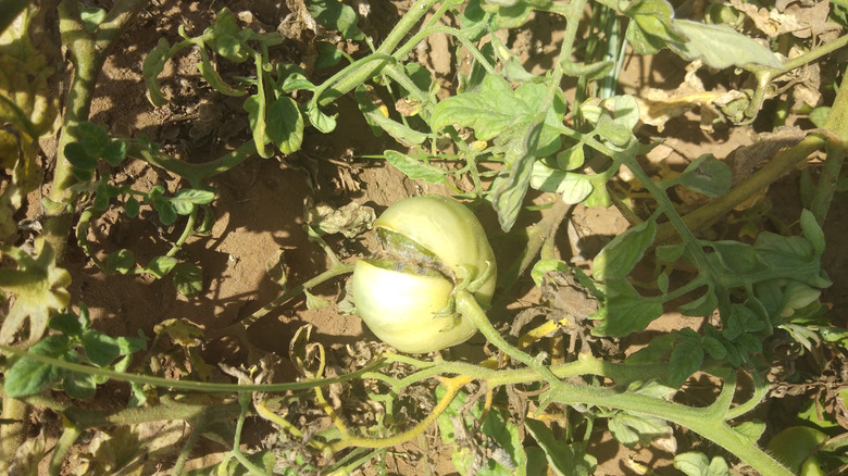 boron deficiency on tomato plant