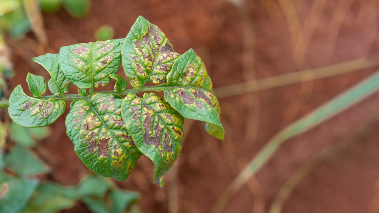 magnesium deficiency in potato plant