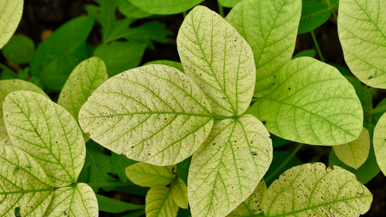 yellow leaves on plant