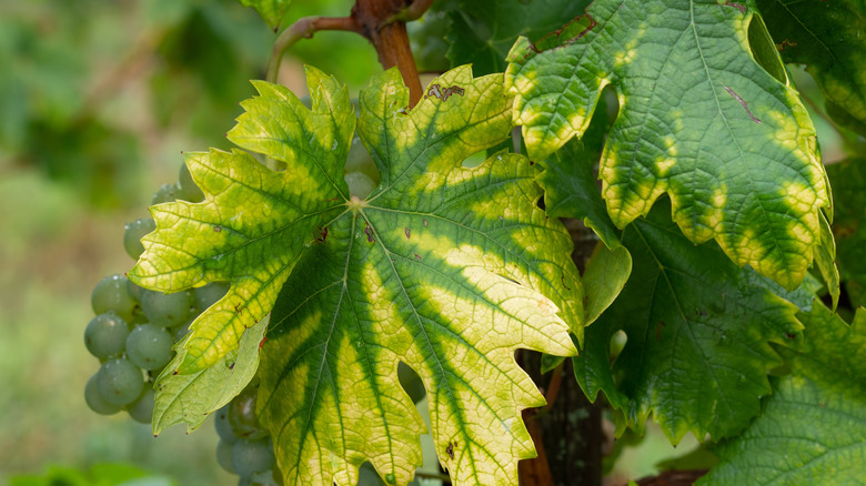 Pale yellow newer leaves with dark veins