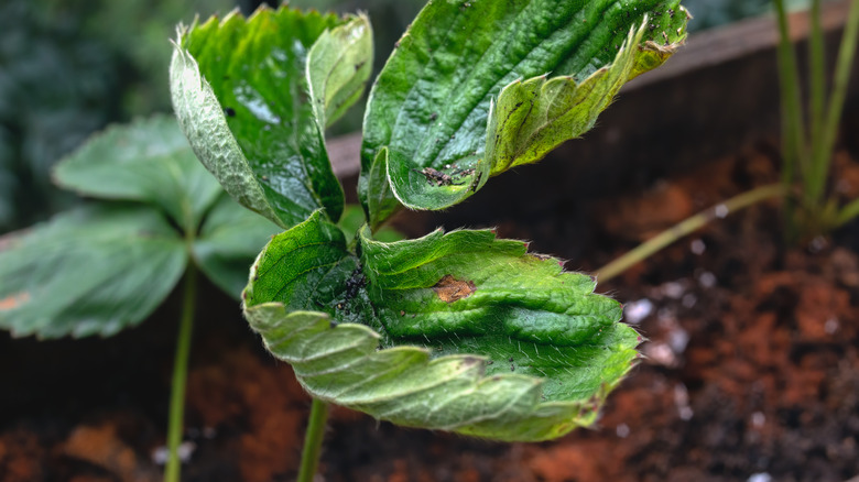 Stunted growth on plant