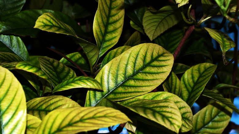 Plant with yellow leaves and green veins 