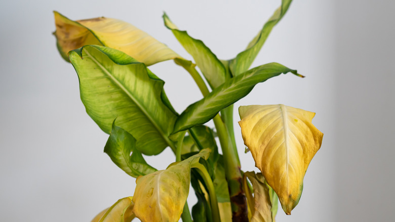 yellow leaves on plant