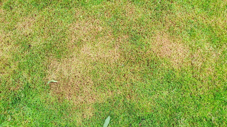 lawn with brown spots