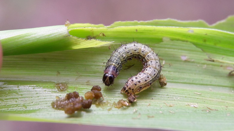 armyworm on leaf