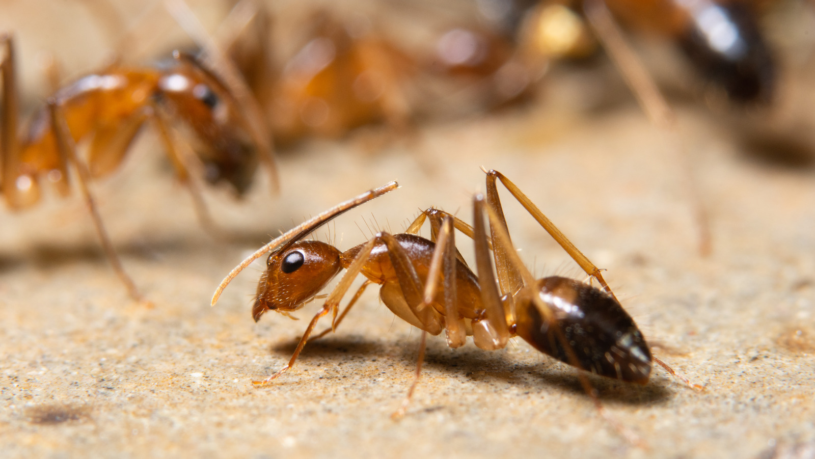 How To Identify Ghost Ants And Get Rid Of Them For Good