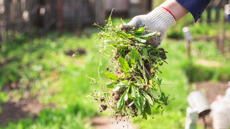 pulling up weeds by hand