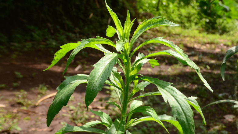 horseweed plant growing from ground