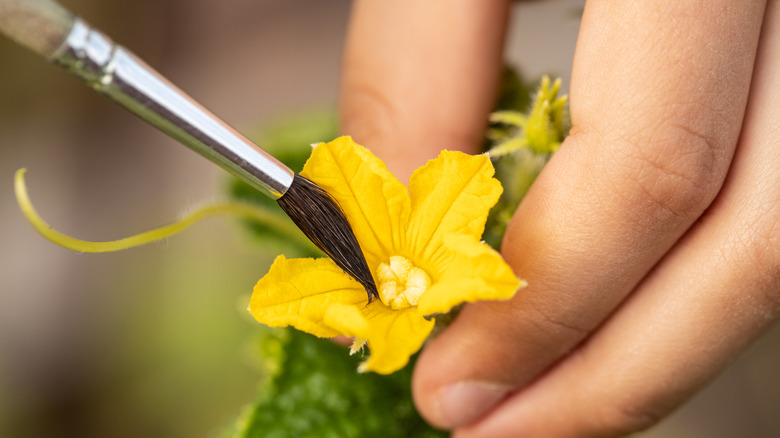 pollinating cucumber flower with paintbrush