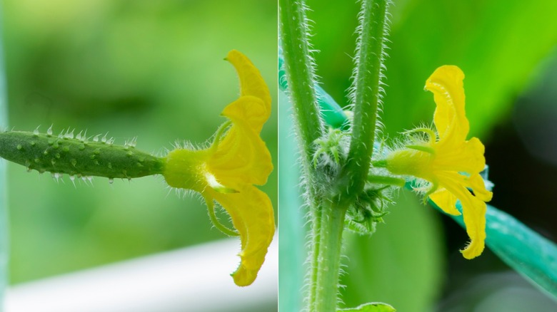 female and male cucumber flowers