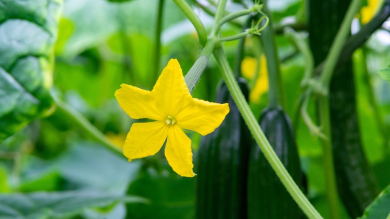 cucumber plant with flower