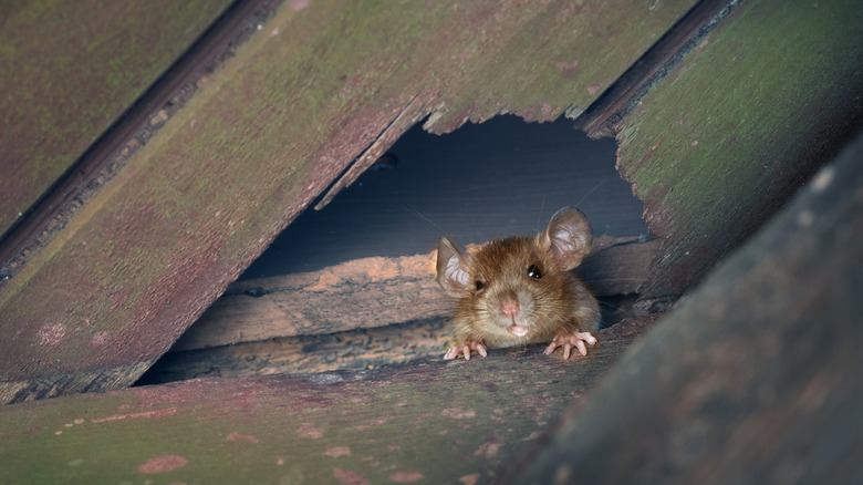 roof rat near wood beam