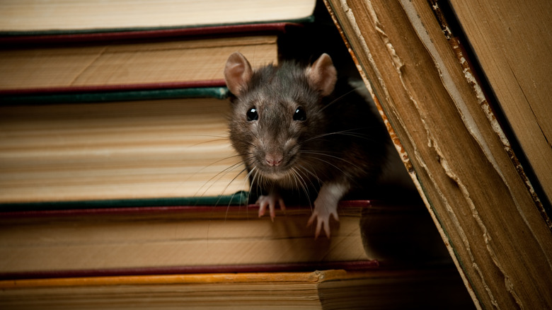 rat on a wood beam