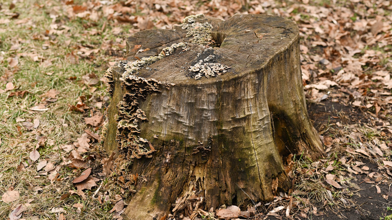 decaying tree stump