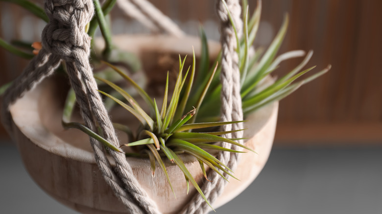 hanging air plant