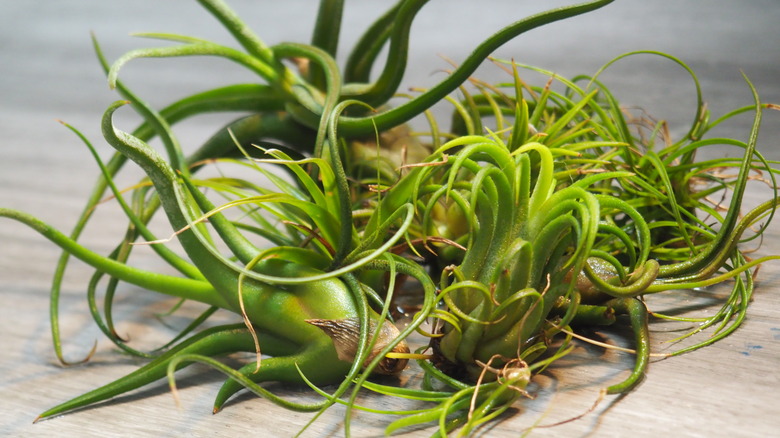 green air plants