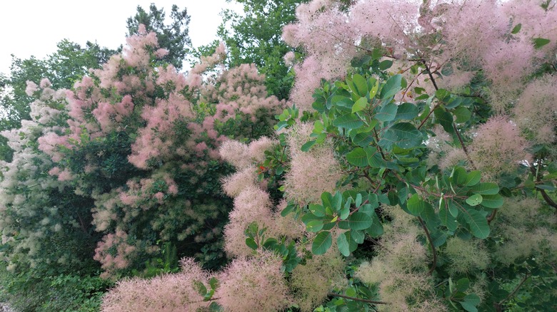 smoke bush in a landscape