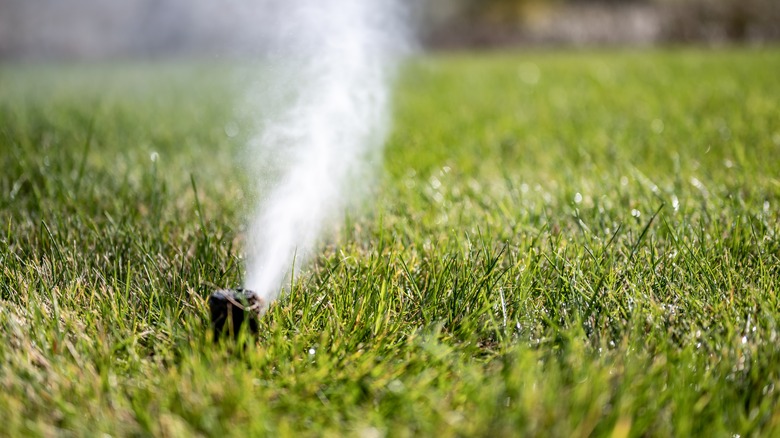 sprinkler on grass