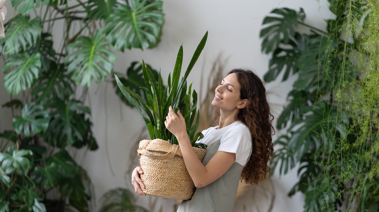 Woman holding a snake plant