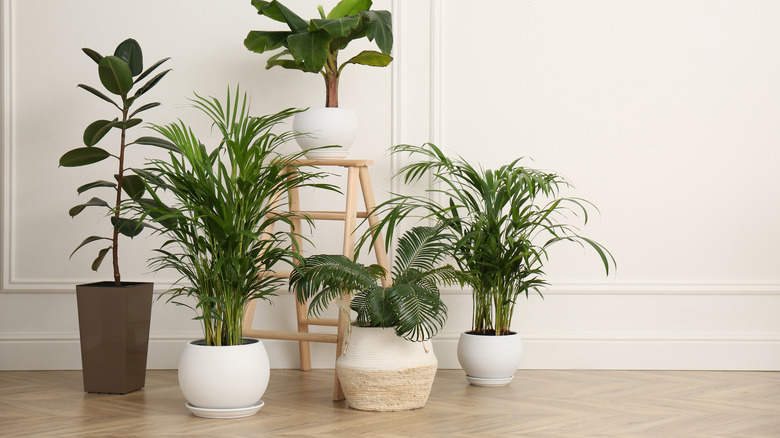 Larger plant species with stool