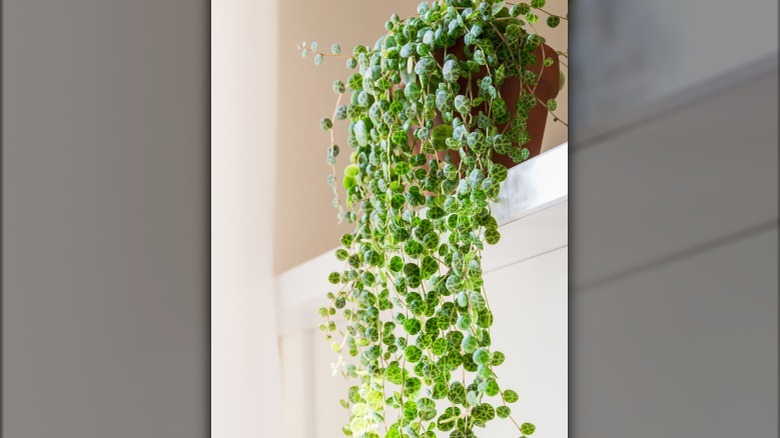 Trailing succulent on a shelf