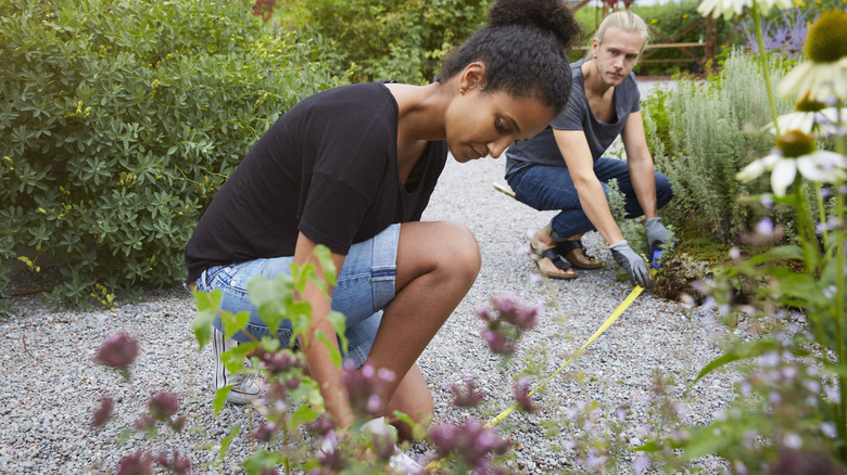 Gardeners measuring garden beds