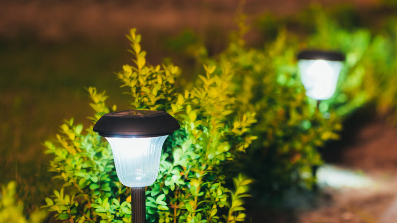 Solar lights among plants