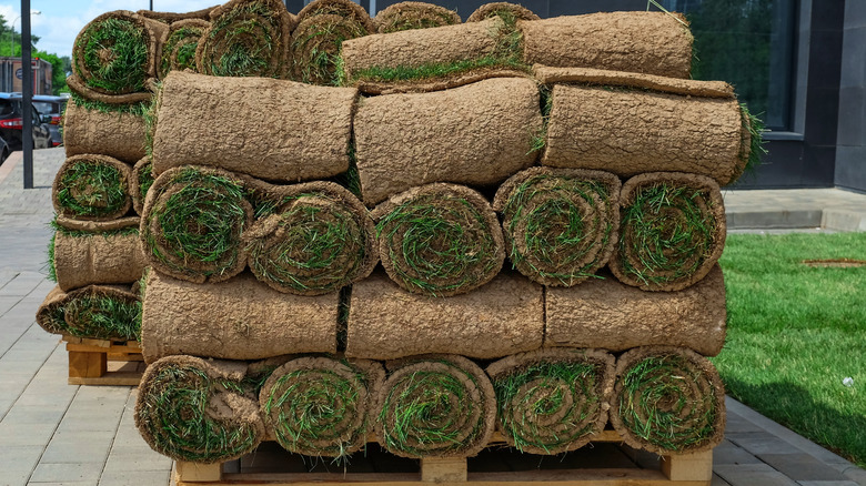 Rolled sod on pallets