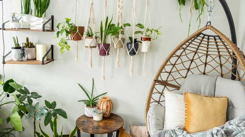 hanging chair with houseplants