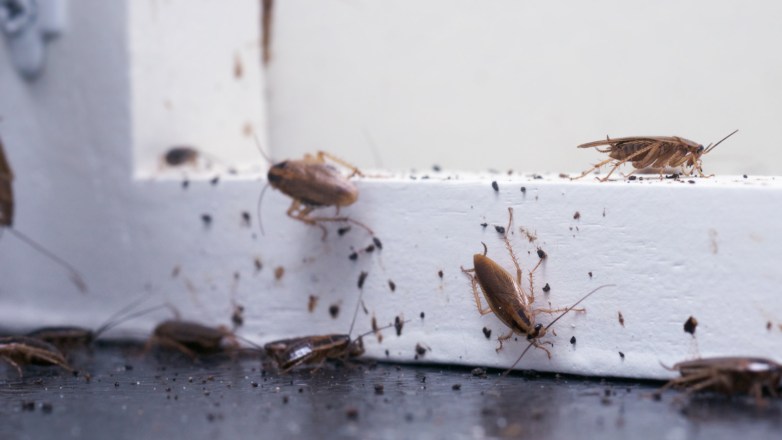 How To Keep Bugs Out Of Your House All Winter Long