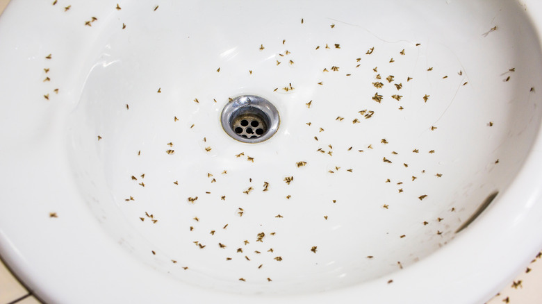 Bugs in wet sink 