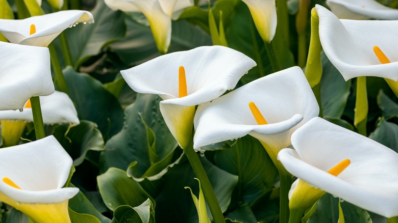 Calla lilies in bloom