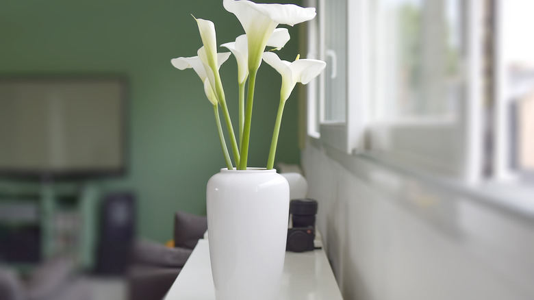 Calla lilies near window