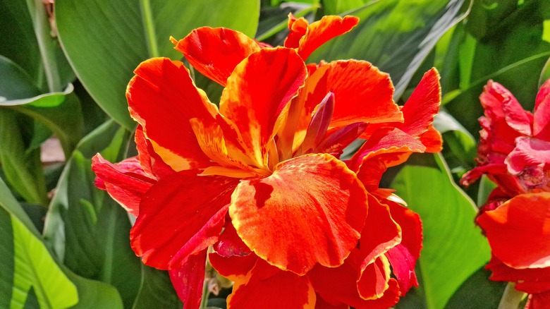 A red canna lily in full bloom